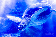 ウミガメ,海亀,亀,カメ,かめ,タートル,爬虫類,甲羅,水族館,アクアリウム,アクア,泳ぐ,水槽,aquarium,フルサイズ撮影