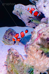 クマノミ,水族館,アクアリウム,アクア,魚,深海,クマノミ,水槽,シマ,隠れ,カクレクマノミ,くまのみ,フィッシュ,fish,aquarium,フルサイズ撮影