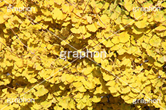 イチョウの葉,イチョウ,いちょう,銀杏,紅葉,こうよう,もみじ,モミジ,紅葉狩り,黄葉,落葉広葉樹,カエデ科,秋,季語,色づく,キレイ,きれい,綺麗,照紅葉,照葉,japan,autumn
