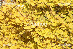 イチョウの葉,イチョウ,いちょう,銀杏,紅葉,こうよう,もみじ,モミジ,紅葉狩り,黄葉,落葉広葉樹,カエデ科,秋,季語,色づく,キレイ,きれい,綺麗,照紅葉,照葉,japan,autumn