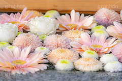 花手水,寺,お寺,寺院,神社,参拝,お参り,お水舎,手洗い場,手洗い,おみずや,手水舎,手水,フォトジェニック,パステル,花,お花,フラワー,ちょうずや,ちょうずしゃ,てみずや,てみずしゃ,作法,スポット,japan,pastel,フルサイズ撮影