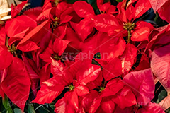 ポインセチア,クリスマスの花,デコレーション,飾り,オーナメント,真っ赤,冬,イベント,行事,花,花屋,フラワー,flower,winter,Christmas,フルサイズ撮影