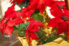 ポインセチア,クリスマスの花,デコレーション,飾り,オーナメント,真っ赤,冬,イベント,行事,花,造花,フラワー,flower,winter,Christmas,フルサイズ撮影