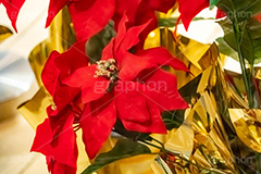 ポインセチア,クリスマスの花,デコレーション,飾り,オーナメント,真っ赤,冬,イベント,行事,花,造花,フラワー,flower,winter,Christmas,フルサイズ撮影