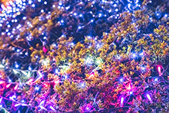 イルミネーション,イルミ,電飾,電球,発光ダイオード,冬,イベント,LED,illumination,event,フルサイズ撮影