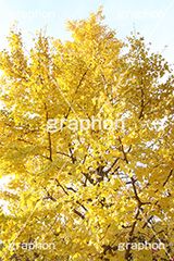 紅葉,イチョウ,いちょう,銀杏,こうよう,もみじ,モミジ,紅葉狩り,黄葉,落葉広葉樹,カエデ科,秋,季語,色づく,キレイ,きれい,綺麗,照紅葉,照葉,japan,autumn