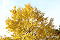 紅葉,イチョウ,いちょう,銀杏,こうよう,もみじ,モミジ,紅葉狩り,黄葉,落葉広葉樹,カエデ科,秋,季語,色づく,キレイ,きれい,綺麗,照紅葉,照葉,japan,autumn