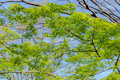 楓,かえで,カエデ,草木,自然,青々,緑,葉,公園,park,natural,leaf,フルサイズ撮影