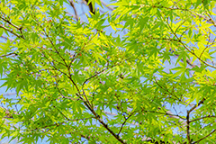楓,かえで,カエデ,草木,自然,青々,緑,葉,公園,park,natural,leaf,フルサイズ撮影