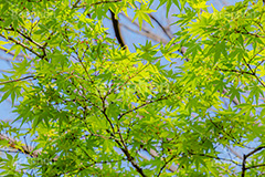 楓,かえで,カエデ,草木,自然,青々,緑,葉,公園,park,natural,leaf,フルサイズ撮影