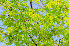 楓,かえで,カエデ,草木,自然,青々,緑,葉,公園,park,natural,leaf,フルサイズ撮影