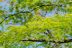 楓,かえで,カエデ,草木,自然,青々,緑,葉,公園,park,natural,leaf,フルサイズ撮影