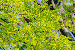 楓,かえで,カエデ,草木,自然,青々,緑,葉,公園,park,natural,leaf,フルサイズ撮影