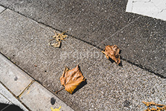 落ち葉,落ちる,落葉,葉,葉っぱ,はっぱ,枯れ葉,枯葉,道路,路肩,秋の気配,ナチュラル,自然,natural,leaf,autumn,フルサイズ撮影