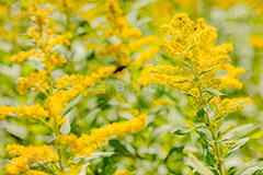 セイタカアワダチソウ,花,フラワー,秋,帰化植物,外来種,黄色,flower,autumn,フルサイズ撮影