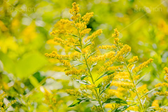 セイタカアワダチソウ,花,フラワー,秋,帰化植物,外来種,黄色,flower,autumn,フルサイズ撮影