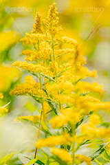 セイタカアワダチソウ,花,フラワー,秋,帰化植物,外来種,黄色,flower,autumn,フルサイズ撮影