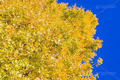 いちょうの木,いちょうの葉,いちょう,イチョウ,銀杏,紅葉,こうよう,もみじ,モミジ,紅葉狩り,黄葉,落葉広葉樹,カエデ科,秋,季語,色づく,キレイ,きれい,綺麗,照紅葉,照葉,青空,japan,autumn,フルサイズ撮影