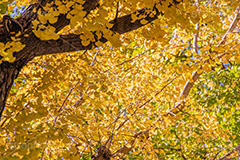 いちょうの葉,いちょう,イチョウ,銀杏,紅葉,こうよう,もみじ,モミジ,紅葉狩り,黄葉,落葉広葉樹,カエデ科,秋,季語,色づく,キレイ,きれい,綺麗,照紅葉,照葉,japan,autumn,フルサイズ撮影