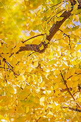 いちょうの葉,いちょう,イチョウ,銀杏,紅葉,こうよう,もみじ,モミジ,紅葉狩り,黄葉,落葉広葉樹,カエデ科,秋,季語,色づく,キレイ,きれい,綺麗,照紅葉,照葉,japan,autumn,フルサイズ撮影