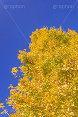 いちょうの木,いちょうの葉,いちょう,イチョウ,銀杏,紅葉,こうよう,もみじ,モミジ,紅葉狩り,黄葉,落葉広葉樹,カエデ科,秋,季語,色づく,キレイ,きれい,綺麗,照紅葉,照葉,青空,japan,autumn,フルサイズ撮影