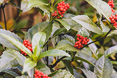 センリョウ,クササンゴ,草珊瑚,センリョウ科,低木,赤い実,木の実,正月飾り,果実,実,広葉樹,フルサイズ撮影