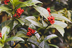 センリョウ,クササンゴ,草珊瑚,センリョウ科,低木,赤い実,木の実,正月飾り,果実,実,広葉樹,フルサイズ撮影