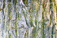 木の幹,幹,苔,コケ,こけ,自然,木々,草木,テクスチャ,テクスチャー,natural,spiritual,texture,フルサイズ撮影