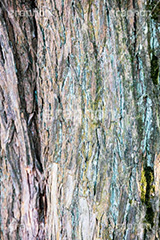 木の幹,幹,苔,コケ,こけ,自然,木々,草木,テクスチャ,テクスチャー,natural,spiritual,texture,フルサイズ撮影