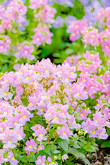 花壇,花畑,花,お花,フラワー,はな,咲,春,花弁,綺麗,きれい,キレイ,ゼラニウム,flower,フルサイズ撮影