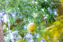 光り輝くクリスマスツリー,クリスマスツリー,イルミネーション,イルミ,電飾,電球,発光ダイオード,冬,キラキラ,綺麗,きれい,キレイ,煌,輝,デート,クリスマス,飾り,デコレーション,イベント,モミの木,もみの木,オーナメント,ボール,illumination,tree,LED,CHRISTMAS,Xmas,ornament,フルサイズ撮影