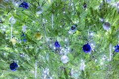 光り輝くクリスマスツリー,クリスマスツリー,イルミネーション,イルミ,電飾,電球,発光ダイオード,冬,キラキラ,綺麗,きれい,キレイ,煌,輝,デート,クリスマス,飾り,デコレーション,イベント,モミの木,もみの木,オーナメント,ボール,illumination,tree,LED,CHRISTMAS,Xmas,ornament,フルサイズ撮影