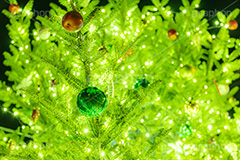 光り輝くクリスマスツリー,クリスマスツリー,イルミネーション,イルミ,電飾,電球,発光ダイオード,冬,キラキラ,綺麗,きれい,キレイ,煌,輝,デート,クリスマス,飾り,デコレーション,イベント,モミの木,もみの木,オーナメント,ボール,illumination,tree,LED,CHRISTMAS,Xmas,ornament,フルサイズ撮影