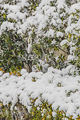 木々に積もる雪,雪,ゆき,積,木々,冬,降る,積雪,snow,winter,フルサイズ撮影
