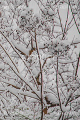 木々に積もる雪,雪,ゆき,積,木々,枯れ木,冬,降る,積雪,snow,winter,フルサイズ撮影