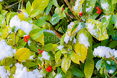 雪の積もったセンリョウ,センリョウ,クササンゴ,草珊瑚,センリョウ科,低木,赤い実,木の実,正月飾り,果実,実,広葉樹,雪,積もる,冬,寒い,積雪,snow,winter,フルサイズ撮影