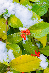 雪の積もったセンリョウ,センリョウ,クササンゴ,草珊瑚,センリョウ科,低木,赤い実,木の実,正月飾り,果実,実,広葉樹,雪,積もる,冬,寒い,積雪,snow,winter,フルサイズ撮影