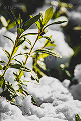 雪解け,草木に積もる雪,解け,溶ける,雑草,草木,雪,ゆき,積,冬,積雪,snow,winter,フルサイズ撮影