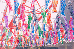 東京タワーと鯉のぼり,こいのぼり,鯉のぼり,5月5日,端午,節句,こどもの日,子供の日,こども,子供,東京タワー,とうきょうタワー,港区,和,文化,風習,行事,なびく,Tokyo Tower,event,kids,japan