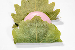 かしわ餅,柏餅,かしわもち,もち,餅,おもち,和菓子,菓子,お菓子,お茶請け,デザート,あん,餡子,あんこ,カシワ,かしわ,つぶあん,こしあん,5月5日,端午,節句,供物,こどもの日,子供の日,こども,子供,しばもち,葉,葉っぱ,和,和食,日本食,文化,風習,行事,スイーツ,dessert,japan,kids,フルサイズ撮影