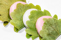 かしわ餅,柏餅,かしわもち,もち,餅,おもち,和菓子,菓子,お菓子,お茶請け,デザート,あん,餡子,あんこ,カシワ,かしわ,つぶあん,こしあん,5月5日,端午,節句,供物,こどもの日,子供の日,こども,子供,しばもち,葉,葉っぱ,和,和食,日本食,文化,風習,行事,スイーツ,dessert,japan,kids,フルサイズ撮影