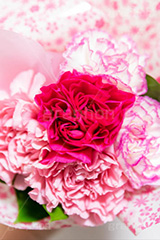 カーネーションの花束,花束,贈り物,カーネーション,母の日,ナデシコ科,ナデシコ属,花,お花,春,フラワー,プレゼント,ありがとう,感謝,お礼,母,お母さん,生花,spring,flower,carnation,present,mother's day,フルサイズ撮影