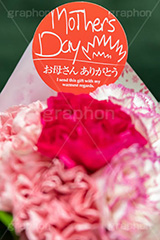 カーネーションの花束,花束,贈り物,カーネーション,母の日,ナデシコ科,ナデシコ属,花,お花,春,フラワー,プレゼント,ありがとう,感謝,お礼,母,お母さん,生花,spring,flower,carnation,present,mother's day,フルサイズ撮影