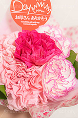 カーネーションの花束,花束,贈り物,カーネーション,母の日,ナデシコ科,ナデシコ属,花,お花,春,フラワー,プレゼント,ありがとう,感謝,お礼,母,お母さん,生花,spring,flower,carnation,present,mother's day,フルサイズ撮影