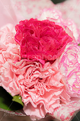 水滴の付いたカーネーション,カーネーションの花束,花束,贈り物,カーネーション,水滴,母の日,ナデシコ科,ナデシコ属,花,お花,春,フラワー,プレゼント,ありがとう,感謝,お礼,母,お母さん,生花,spring,flower,carnation,present,mother's day,フルサイズ撮影
