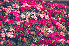 カーネーションの花畑,花畑,カーネーション,母の日,ナデシコ科,ナデシコ属,花,お花,春,フラワー,プレゼント,ありがとう,感謝,お礼,母,お母さん,生花,spring,flower,carnation,present,mother's day
