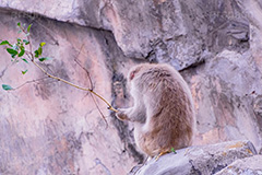 黄昏,哀愁,猿山の猿,猿,さる,サル,動物,どうぶつ,動物園,アニマル,猿山,モンキー,干支,申,animal,zoo,monkey