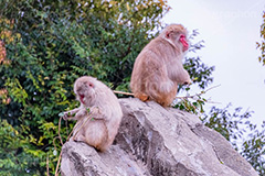 黄昏,哀愁,猿山の猿,猿,さる,サル,動物,どうぶつ,動物園,アニマル,猿山,モンキー,干支,申,animal,zoo,monkey