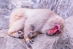 眠気,猿山の猿,猿,さる,サル,動物,どうぶつ,動物園,アニマル,猿山,モンキー,干支,申,食後,寝不足,落ち込む,落胆,animal,zoo,monkey