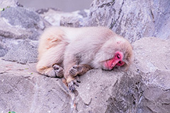 眠気,猿山の猿,猿,さる,サル,動物,どうぶつ,動物園,アニマル,猿山,モンキー,干支,申,食後,寝不足,落ち込む,落胆,animal,zoo,monkey